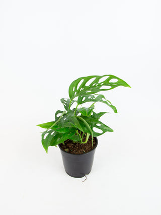 Monstera adansonii