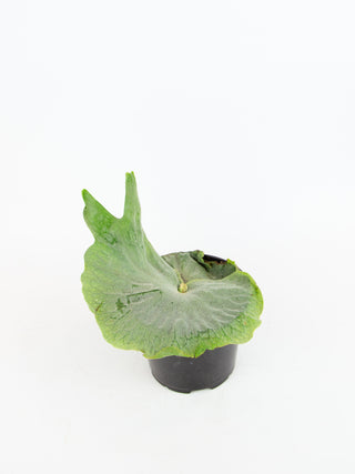 Platycerium superbum
