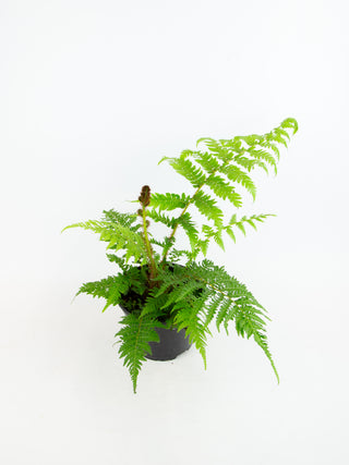Sphaeropteris cooperi 'Australian Tree Fern'
