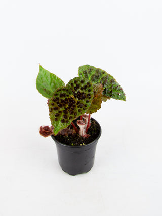 Begonia ferox