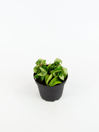 Hoya carnosa compacta
