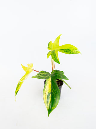 Philodendron 'Florida Beauty' variegata