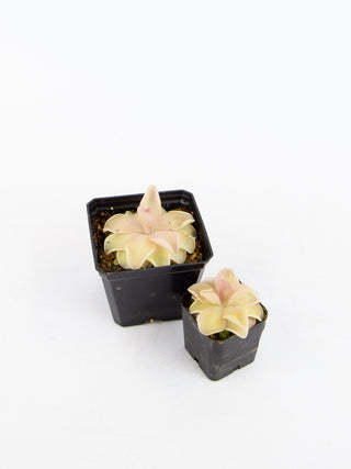 Pinguicula 'Pirouette'