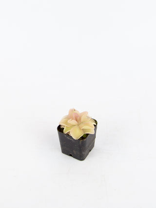 Pinguicula 'Pirouette'