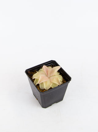 Pinguicula 'Pirouette'