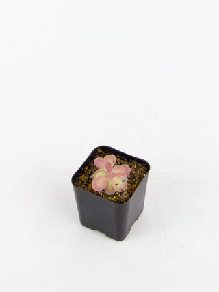 Pinguicula ‘Johanna’