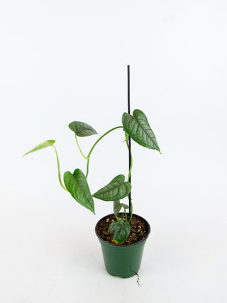Monstera siltepecana