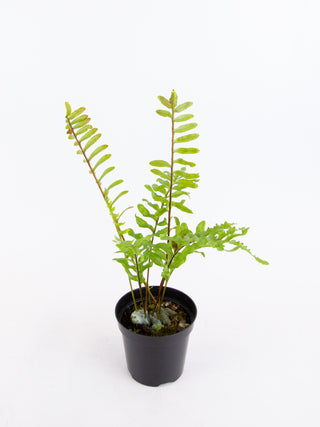 Lecanopteris pumila 'Ant Fern'