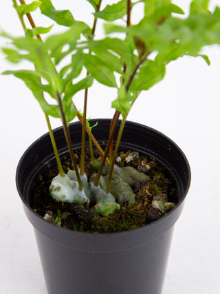 Lecanopteris pumila 'Ant Fern'