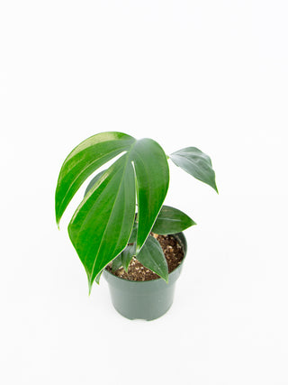 Rhaphidophora decursiva
