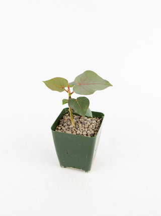 Ficus petiolaris