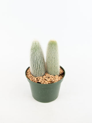 Cleistocactus strausii