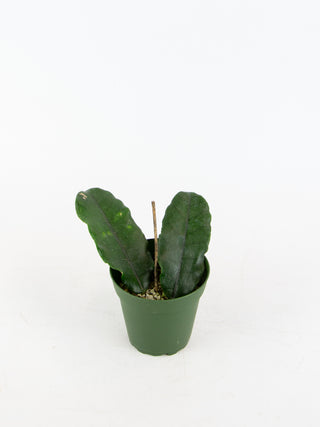 Hoya globulosa