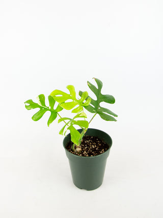 Rhaphidophora tetrasperma variegated