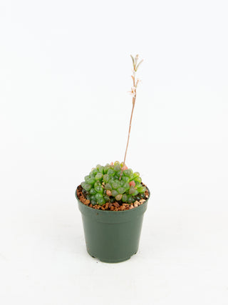 Haworthia cooperi var. obtusa