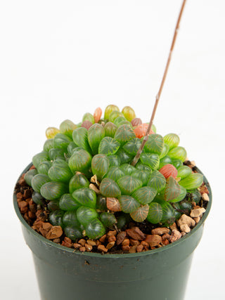 Haworthia cooperi var. obtusa