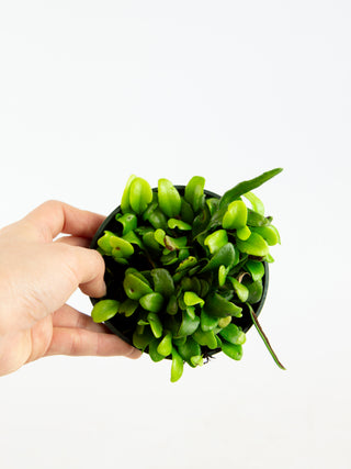 Lemmaphyllum microphyllum 'Bean Fern'