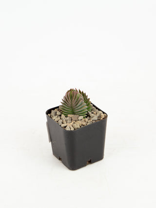 Crassula cv.