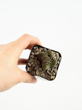 Crassula cv.