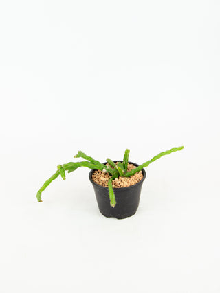 Rhipsalis paradoxa