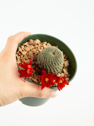 Rebutia heliosa var. condorensis