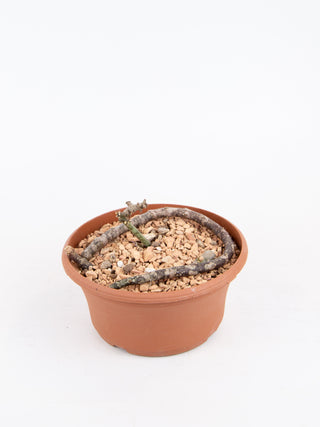 Ceropegia stapeliiformis var. serpentina