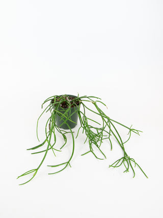 Rhipsalis teres f. heteroclada