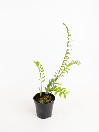 Lecanopteris luzonensis 'Ant Fern'