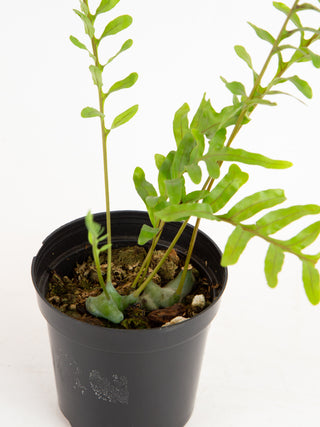 Lecanopteris luzonensis 'Ant Fern'