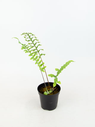 Lecanopteris deparioides 'Ant Fern'