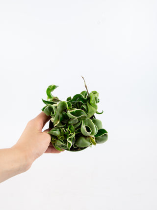 Hoya carnosa compacta variegata