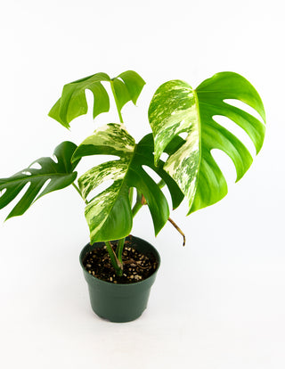 Monstera deliciosa albo variegata