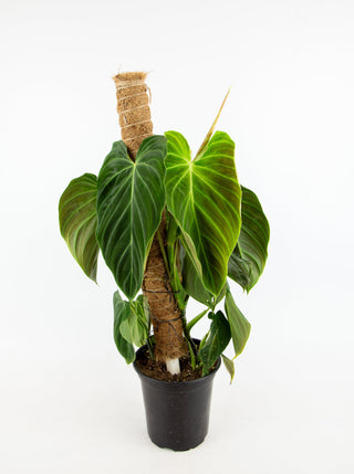 Philodendron cv. 'Splendid'