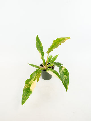 Philodendron 'Ring of Fire'