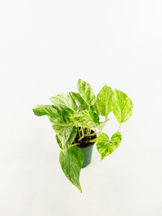 Epipremnum aureum 'Marble Queen'