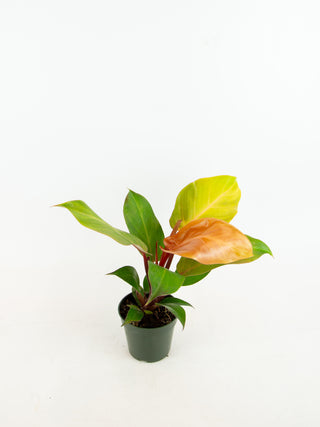 Philodendron 'McColley's Finale'