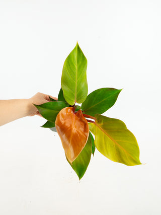 Philodendron 'McColley's Finale'