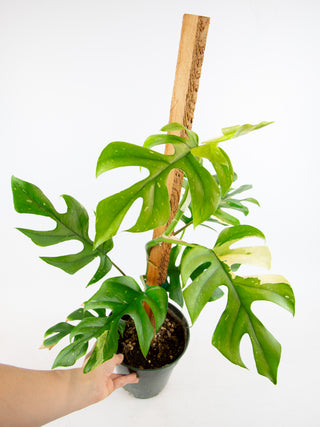 Rhaphidophora tetrasperma variegated