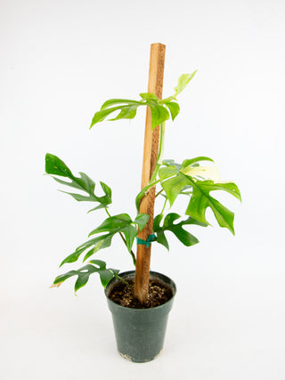 Rhaphidophora tetrasperma variegated