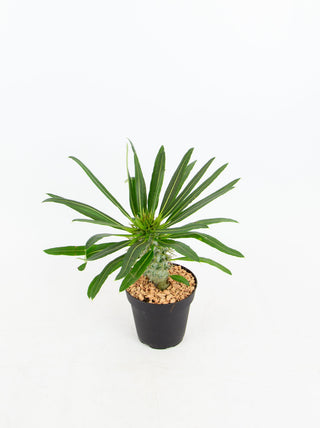 Pachypodium lamerei
