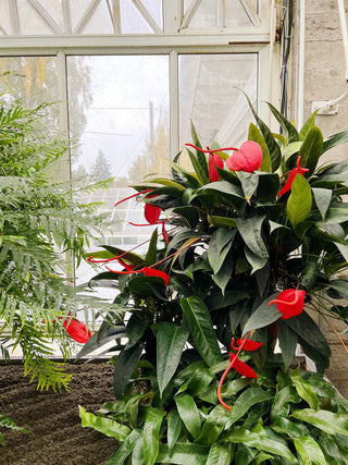 Anthurium scherzerianum