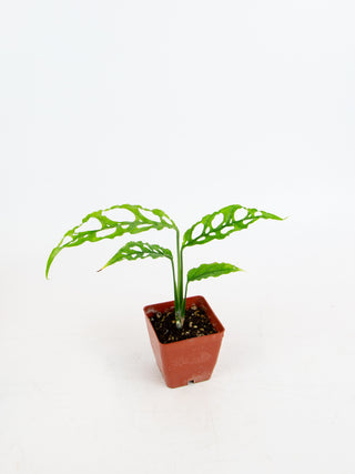 Monstera obliqua