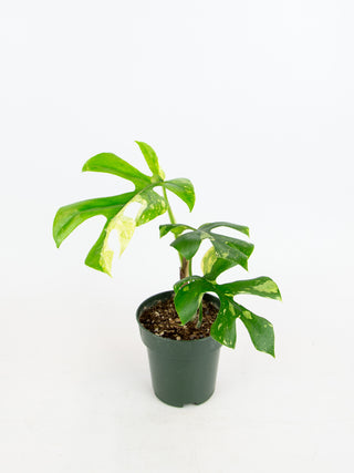 Rhaphidophora tetrasperma variegated