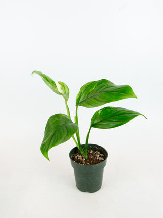 Monstera lechleriana variegata