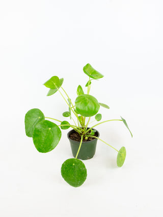Pilea peperomioides