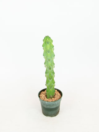 Myrtillocactus geometrizans 'Fukurokuryuzinboku'