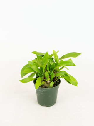 Myrmecodia beccarii 'Ant Plant'