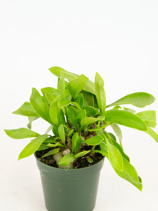 Myrmecodia beccarii 'Ant Plant'