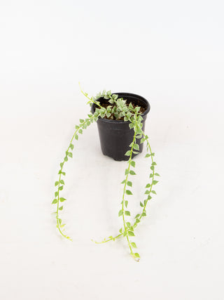 Dischidia ruscifolia variegata