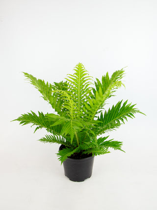 Oceaniopteris gibba 'Dwarf Tree Fern'